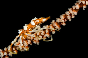 Xenocrab. by Mehmet Salih Bilal 